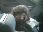 DSCF0003.JPG