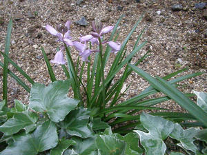 P4200114.JPG