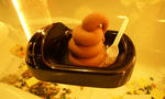toilet11.jpg