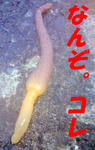 CA3A0345-0001.JPG