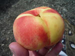 P1010218_R.jpg