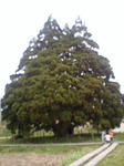 6888797bjpeg