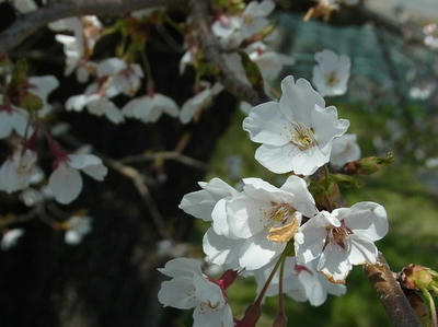 3451f04f.jpg