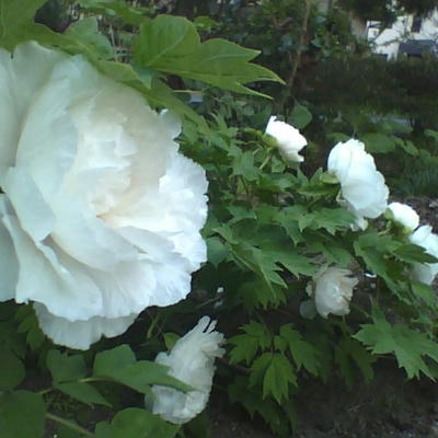 2013-05-15-183539.jpg
