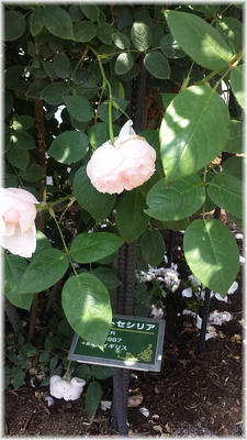 20130608_122338.jpg