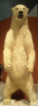 くまー