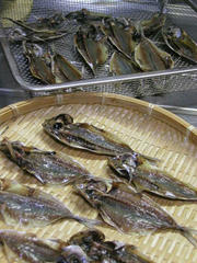 P1010022.JPG
