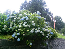 P1000194.jpg