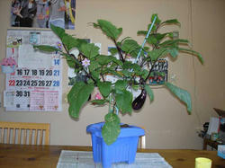 DSC09761.jpg