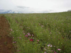 DSC04800.jpg