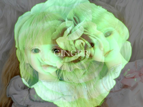 ginger.jpg