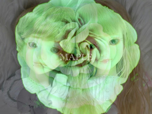 maple.jpg