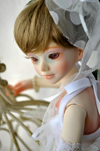 mapleginger04g.jpg