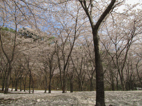 sakura2.jpg