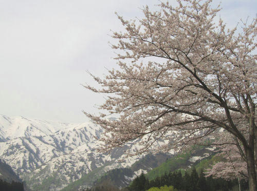 sakura3.jpg