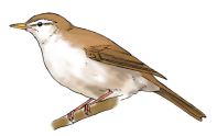 uguisu-c.png