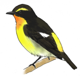 kibitaki-c.png