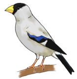 ikaru-c.png