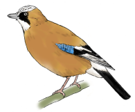 kakesu-c.png