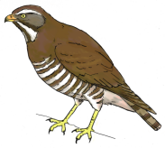 sasiba-c.png