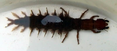RIMG0353.JPG