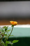IMG_6613a.jpg