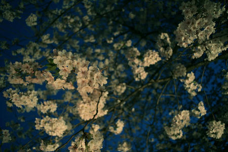 2009megurosakura