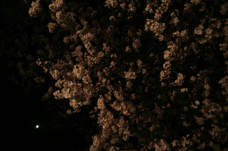 2009megurosakura