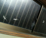 20070703.jpg