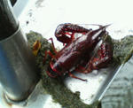 20080518b.JPG