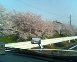 20090408.jpg