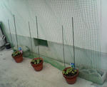 20090529.jpg