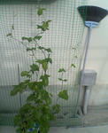 20090628.jpg