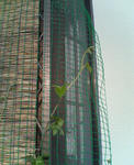 20090705.jpg