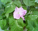 20090706.jpg