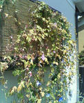 20090902.jpg