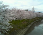 20110408.JPG