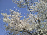 20120413f.JPG