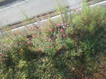 20121104d.JPG