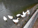 20130412c.JPG