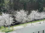 20130428d.JPG