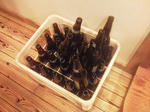 20130624g.jpg