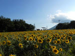 20130907e.JPG
