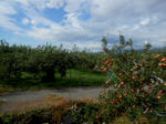 20131210c.JPG