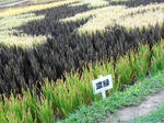 20140920g.JPG