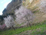 20150524g.JPG