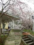 20160425h.JPG
