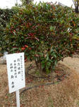 20170106j.JPG