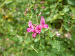 20171001f.JPG