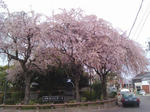 20180407a.JPG